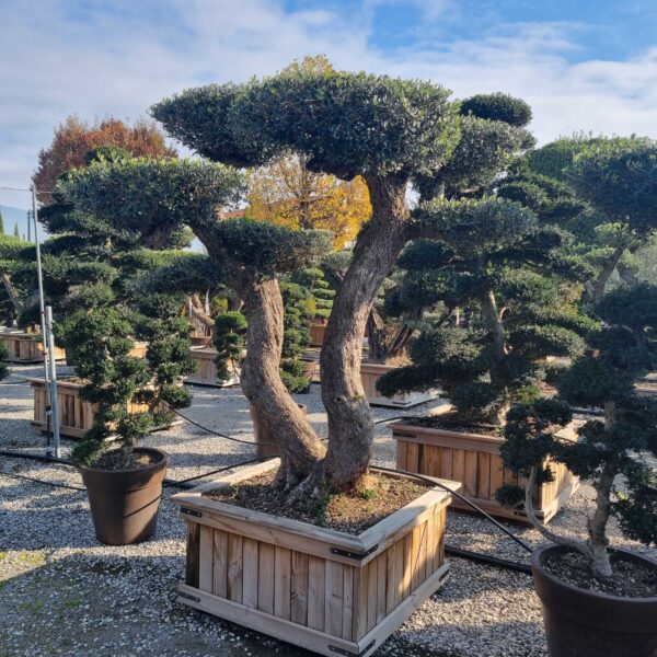 Olea Europaea (Oliva)