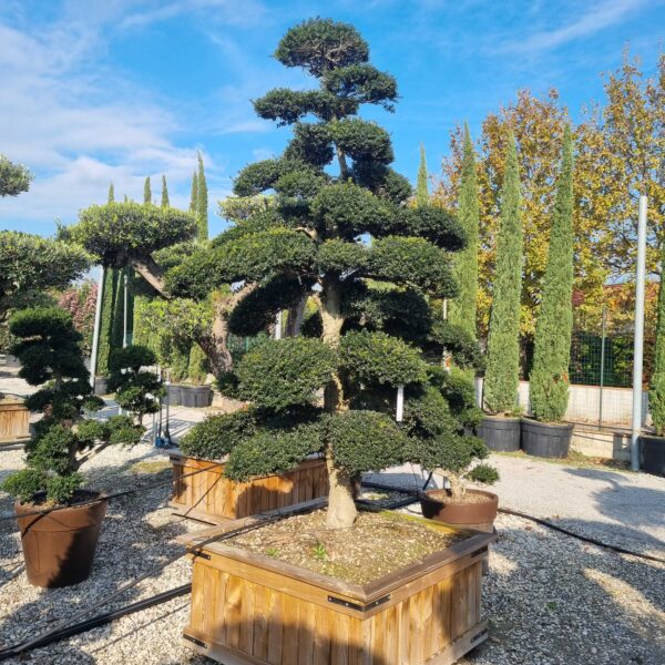 Ilex crenata 'KINME'