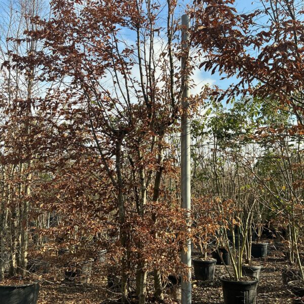 Carpinus betulus