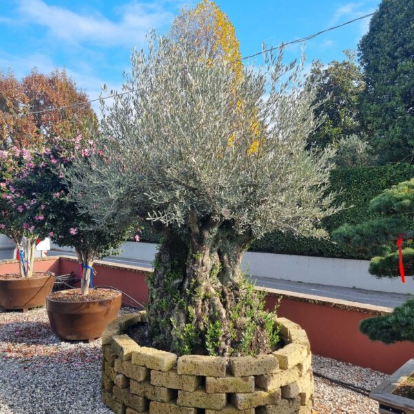 Olea Europaea (Oliva)