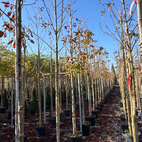 Aesculus hippocastanum 'Baumanii' (Divji kostanj)