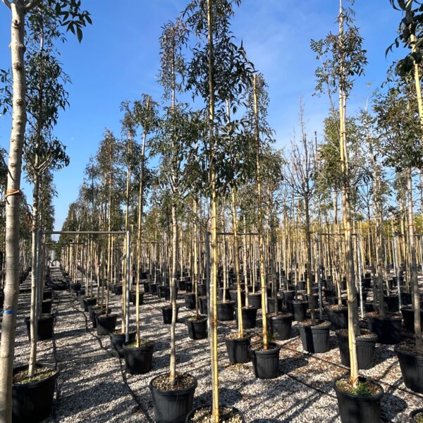 Fraxinus oxycarpa 'RAYWOOD'