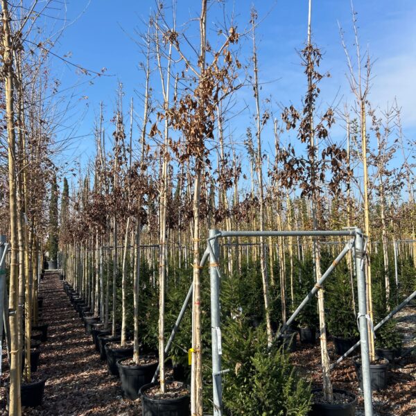 Acer triflorum