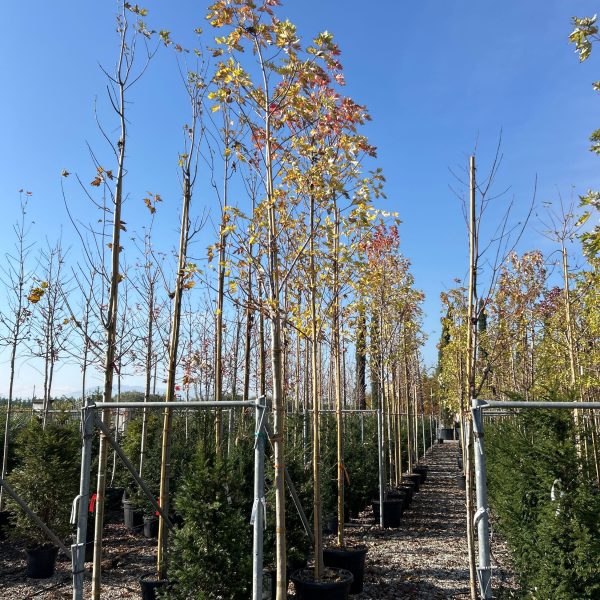 Acer saccharinum (Srebrni javor)