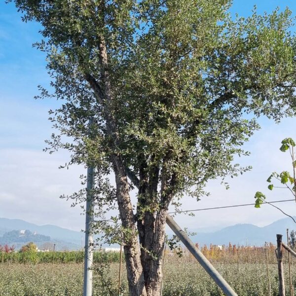 Quercus suber