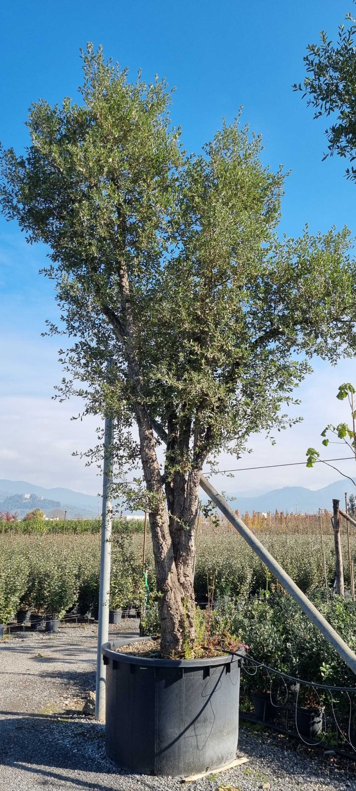 Quercus suber Quercus suber - slika 1