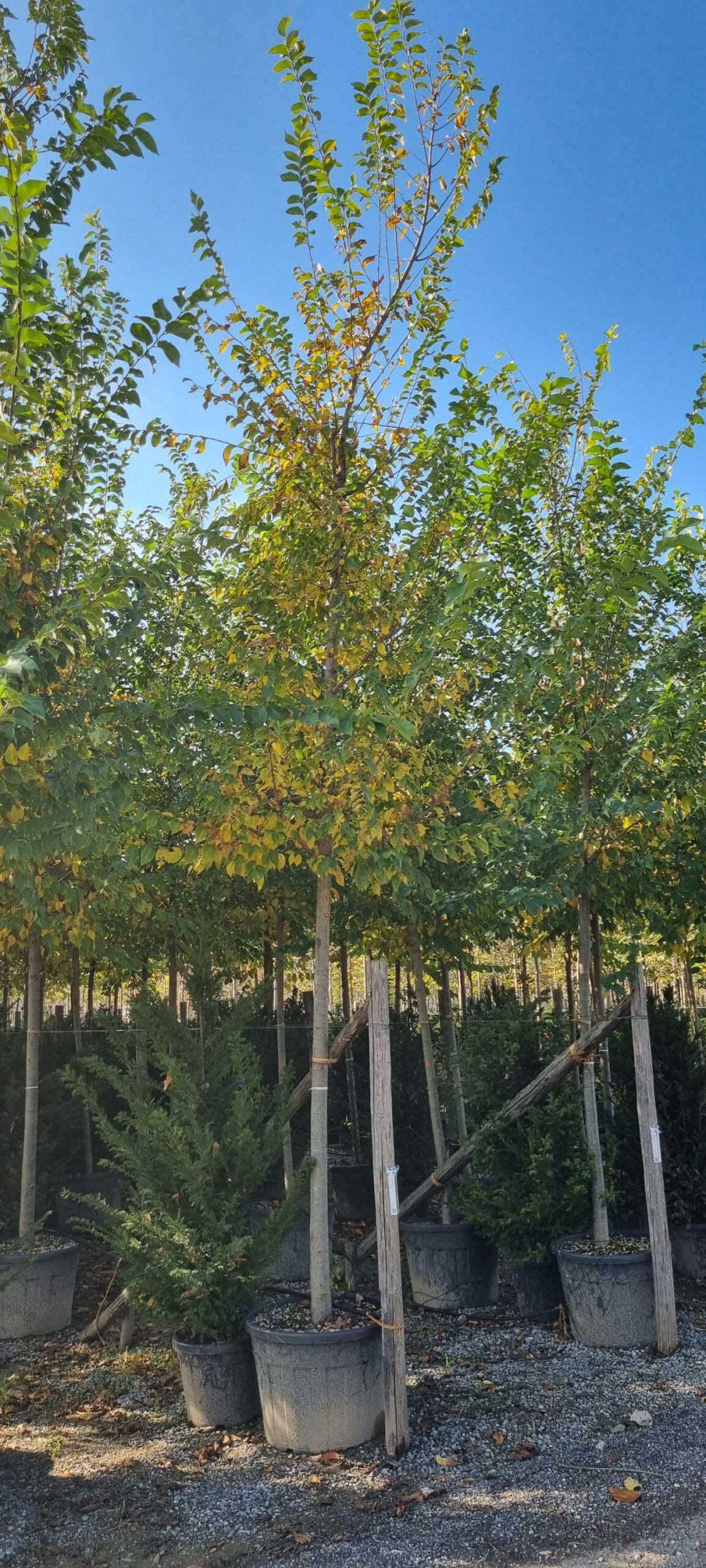 Ulmus × SAPPORO 'AUTUMN GOLD' Ulmus × SAPPORO ''AUTUMN GOLD' - slika 1