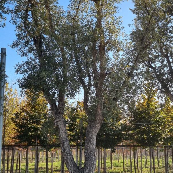 Quercus suber