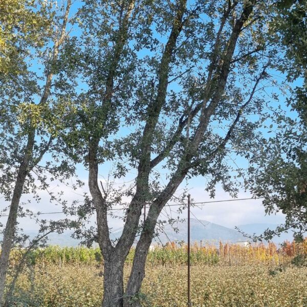 Quercus suber