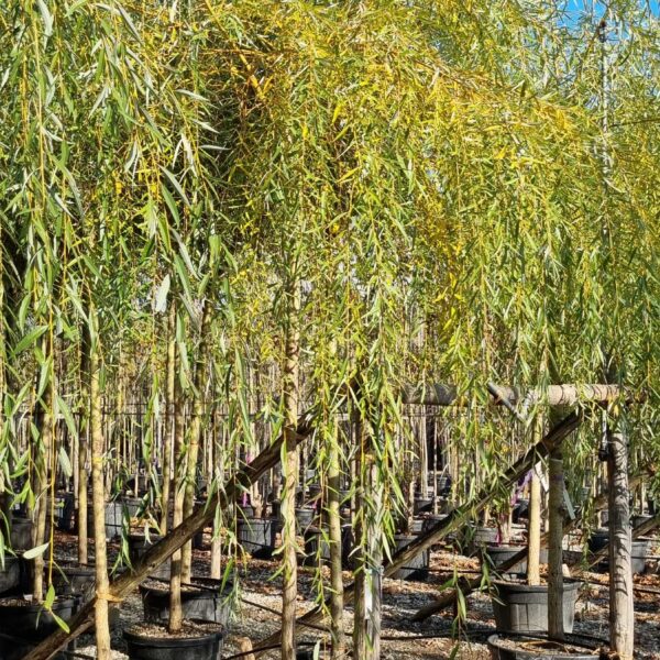 Salix babylonica 'AUREA'