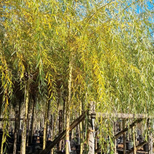 Salix babylonica 'AUREA'