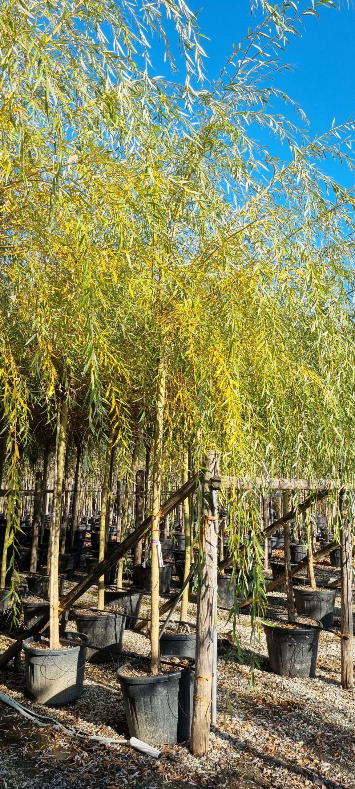 Salix babylonica 'AUREA' Salix babylonica 'AUREA' - slika 1