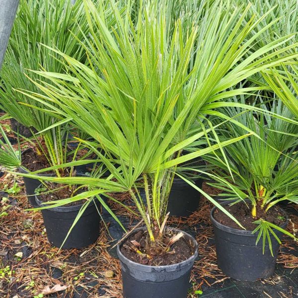 Chamaerops humilis (pritlikava bodičasta palma)