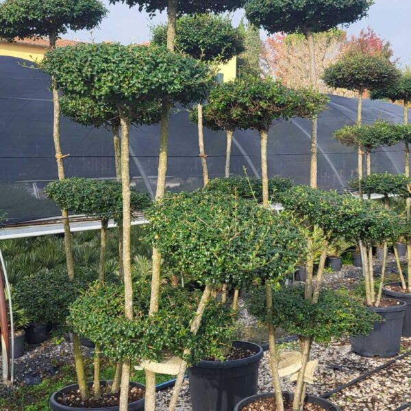 Ligustrum delavayanum