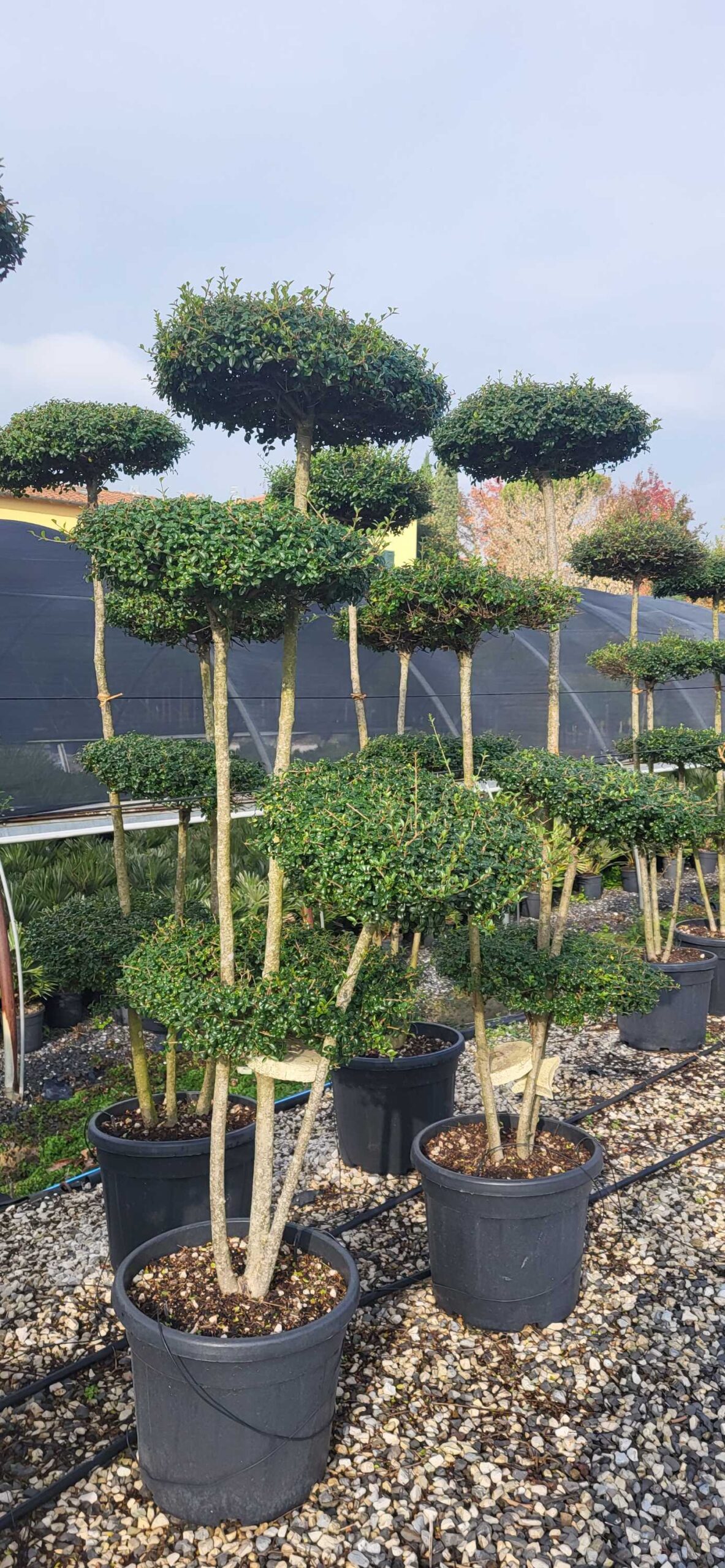 Ligustrum delavayanum Ligustrum delavayanum - slika 1