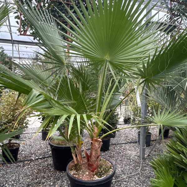 Washingtonia robusta