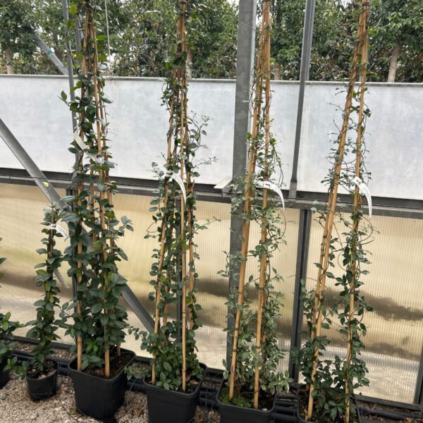 Rhyncospermum jasminoides 'STAR OF TOSCANE'