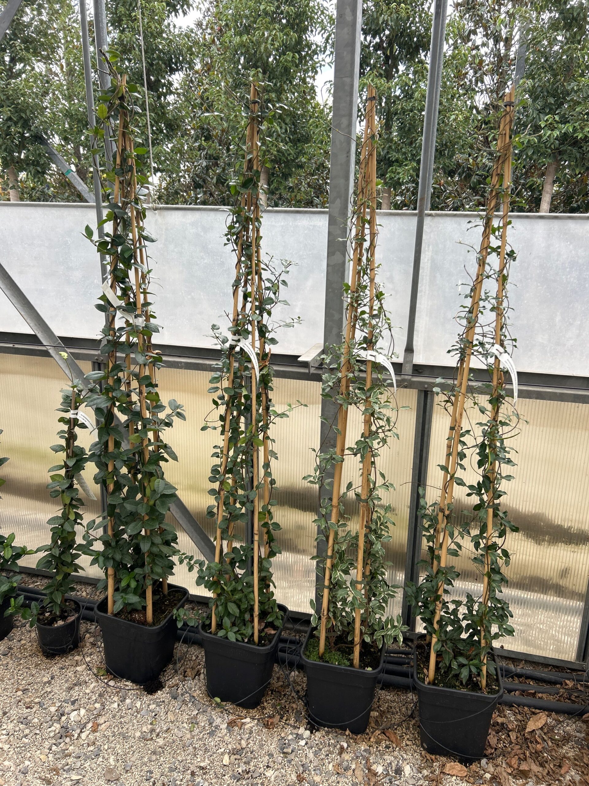 Rhyncospermum jasminoides 'STAR OF TOSCANE' Rhyncospermum jasminoides 'STAR OF TOSCANE' - slika 1