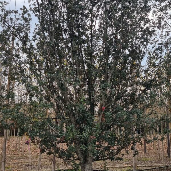Quercus ilex