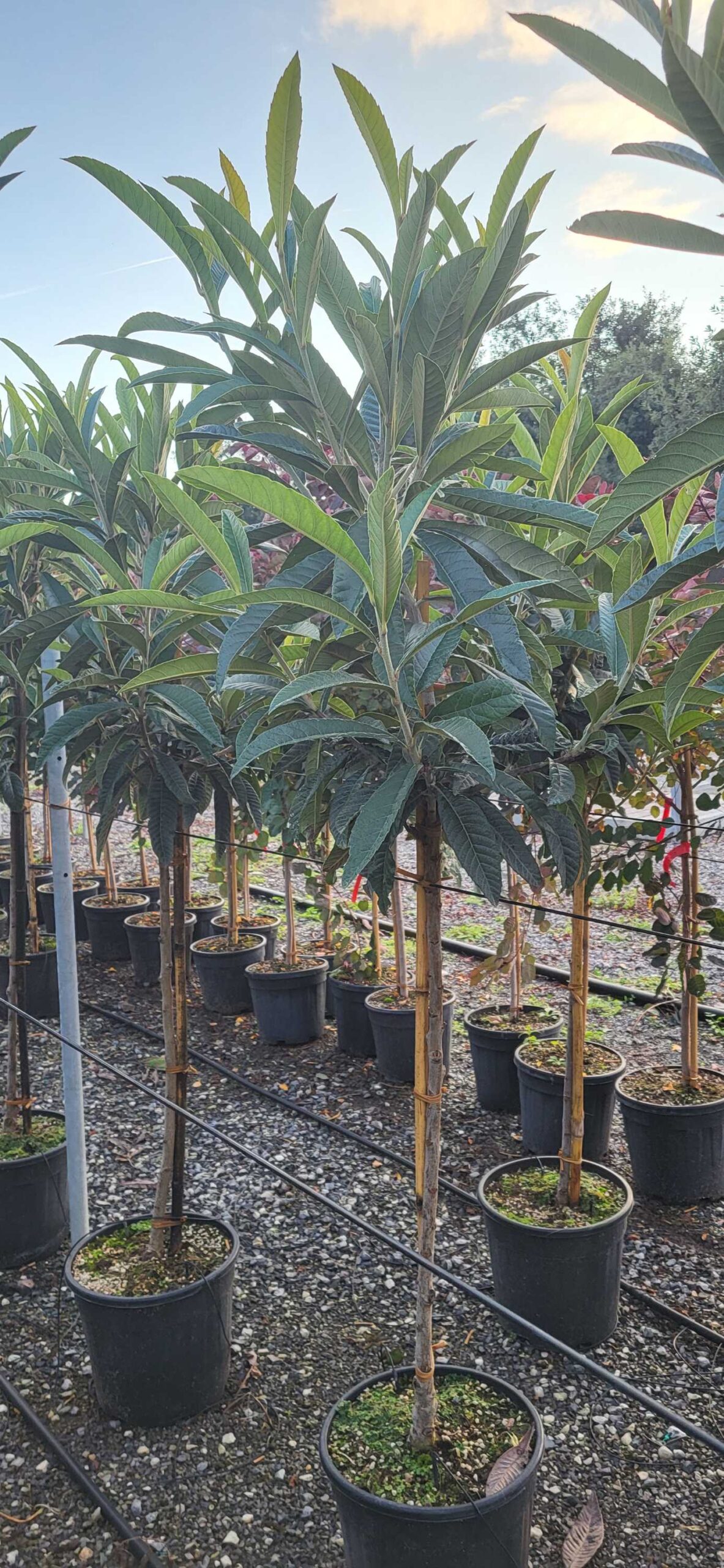 Eriobotrya japonica Eriobotrya japonica - slika 1