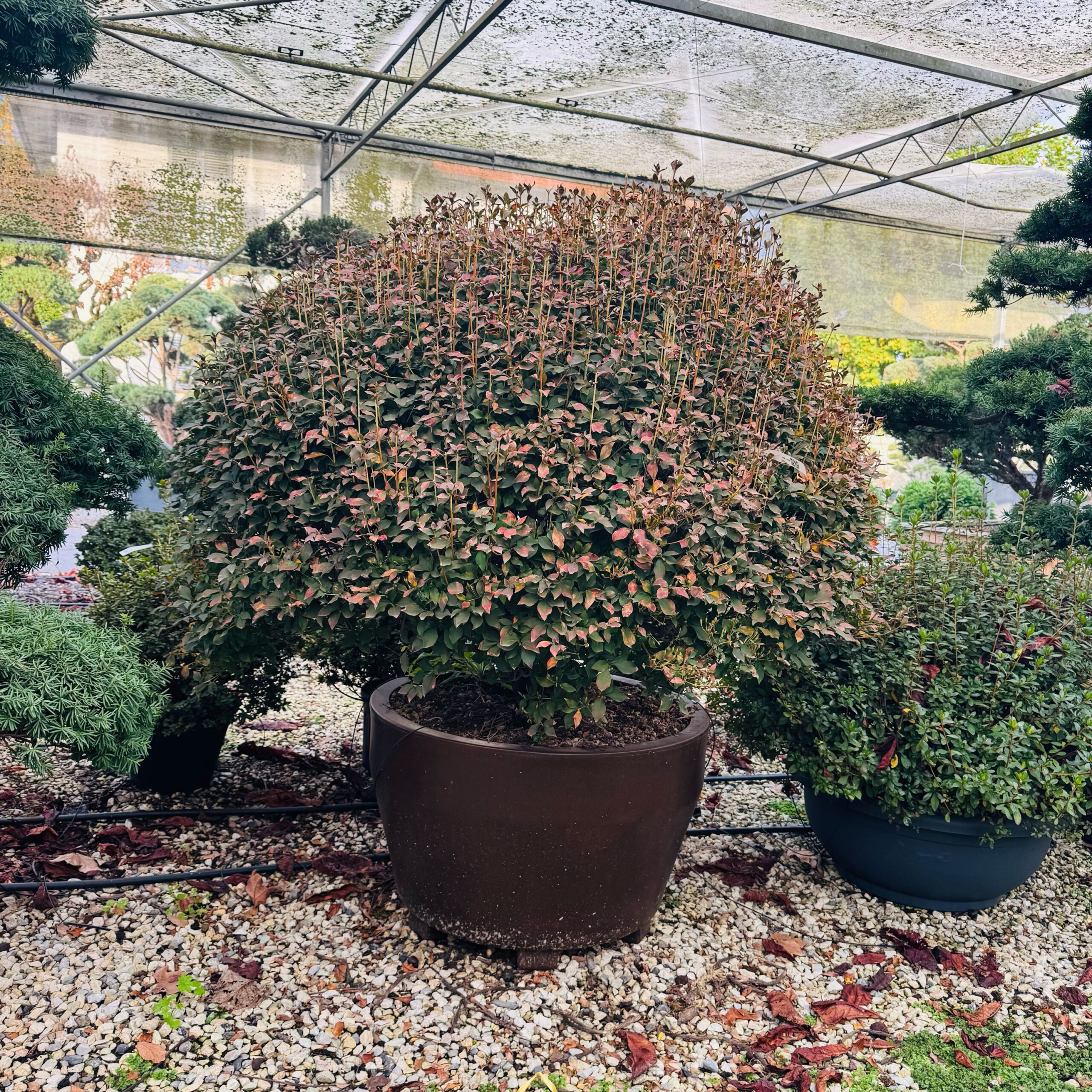 Enkianthus perulatus Enkianthus perulatus - slika 1