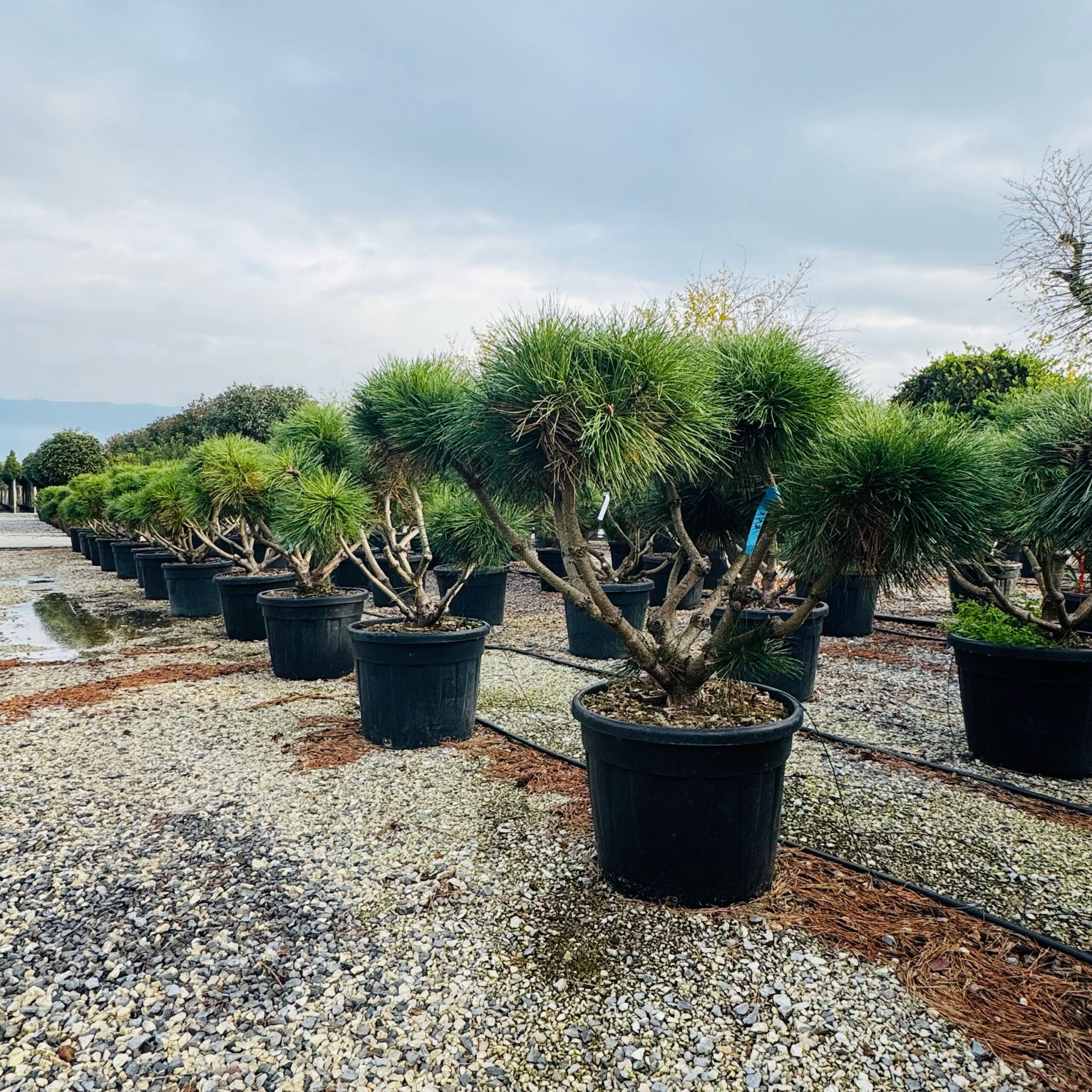 Pinus nigra 'BREPO' Pinus nigra 'BREPO' - slika 1