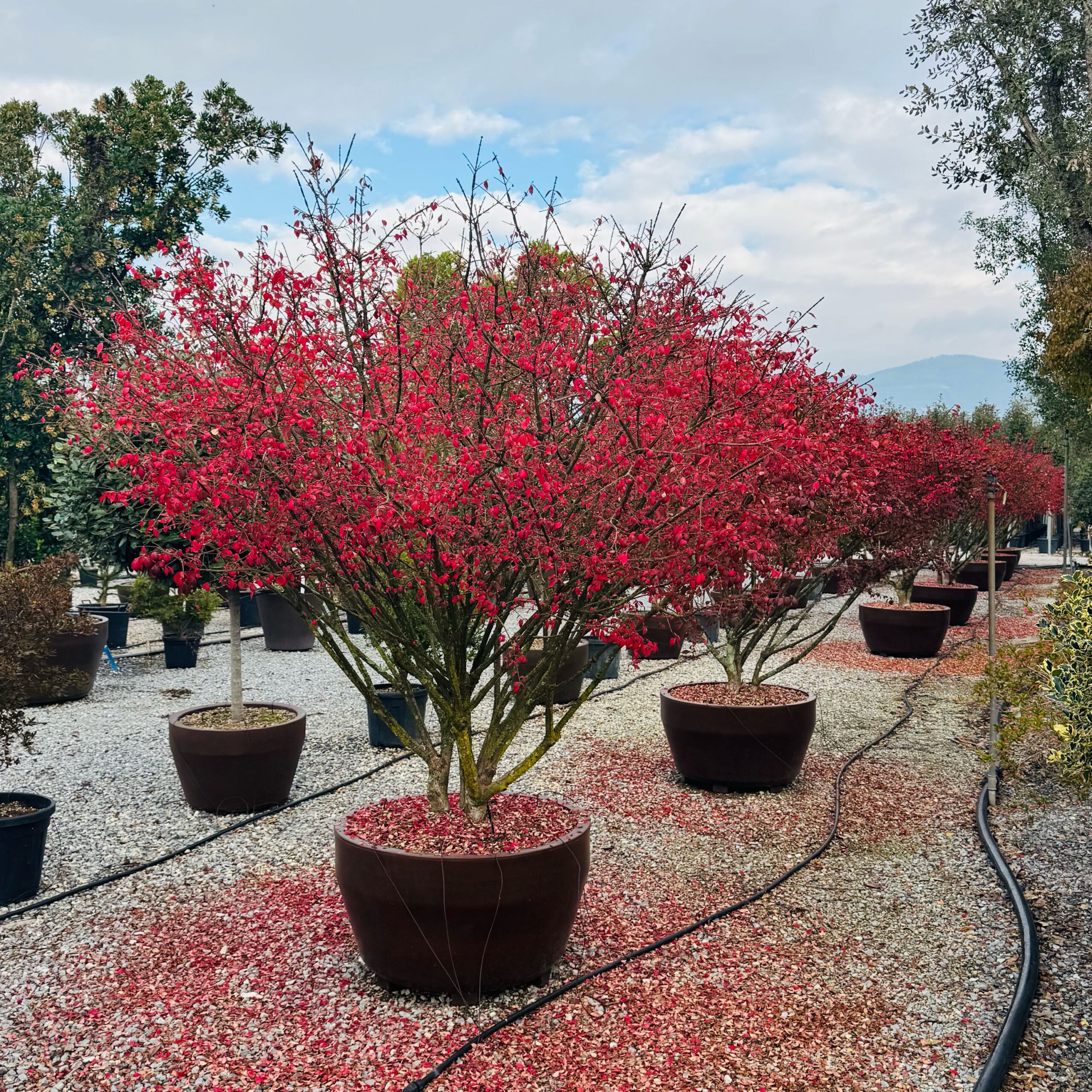 Euonymus alatus 'COMPACTUS' Euonymus alatus 'COMPACTUS' - slika 1