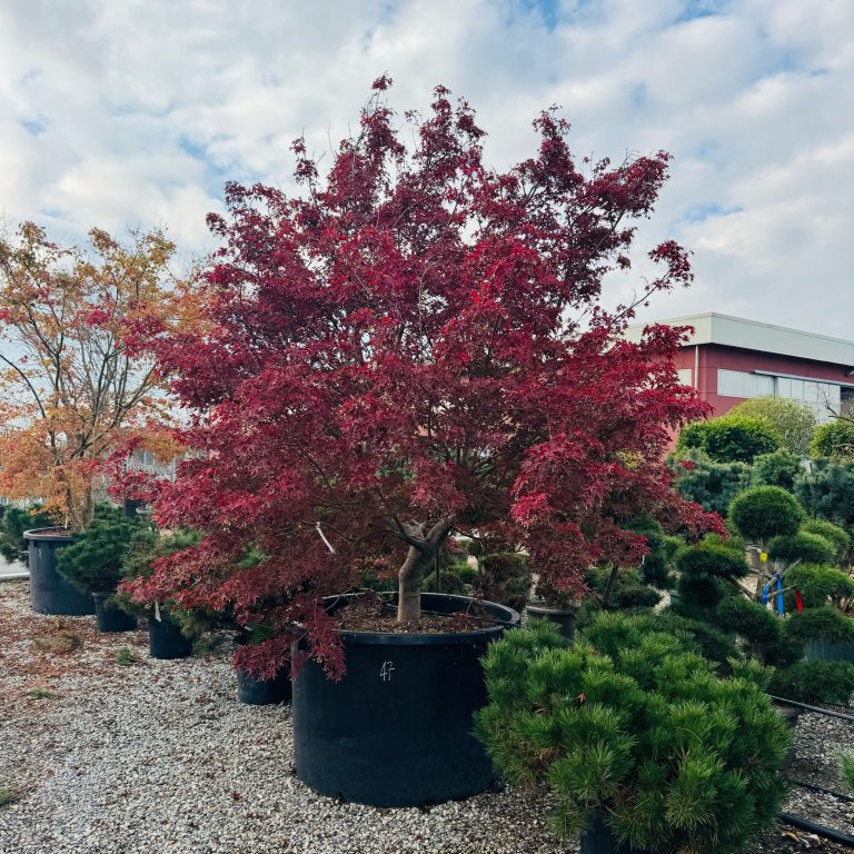 Acer palmatum (Pahljačasti javor)