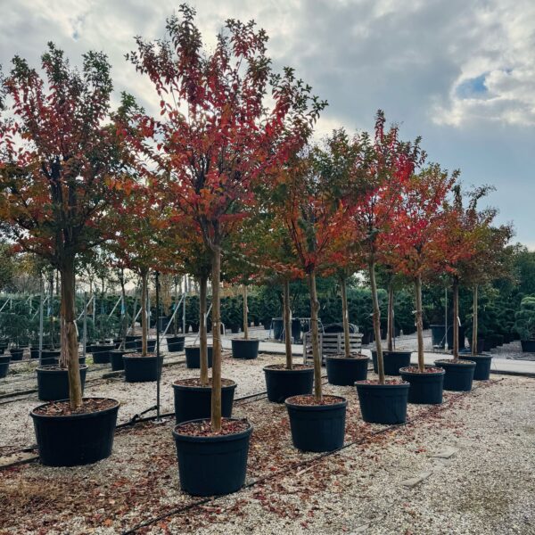 Lagerstroemia × MUSKOGEE