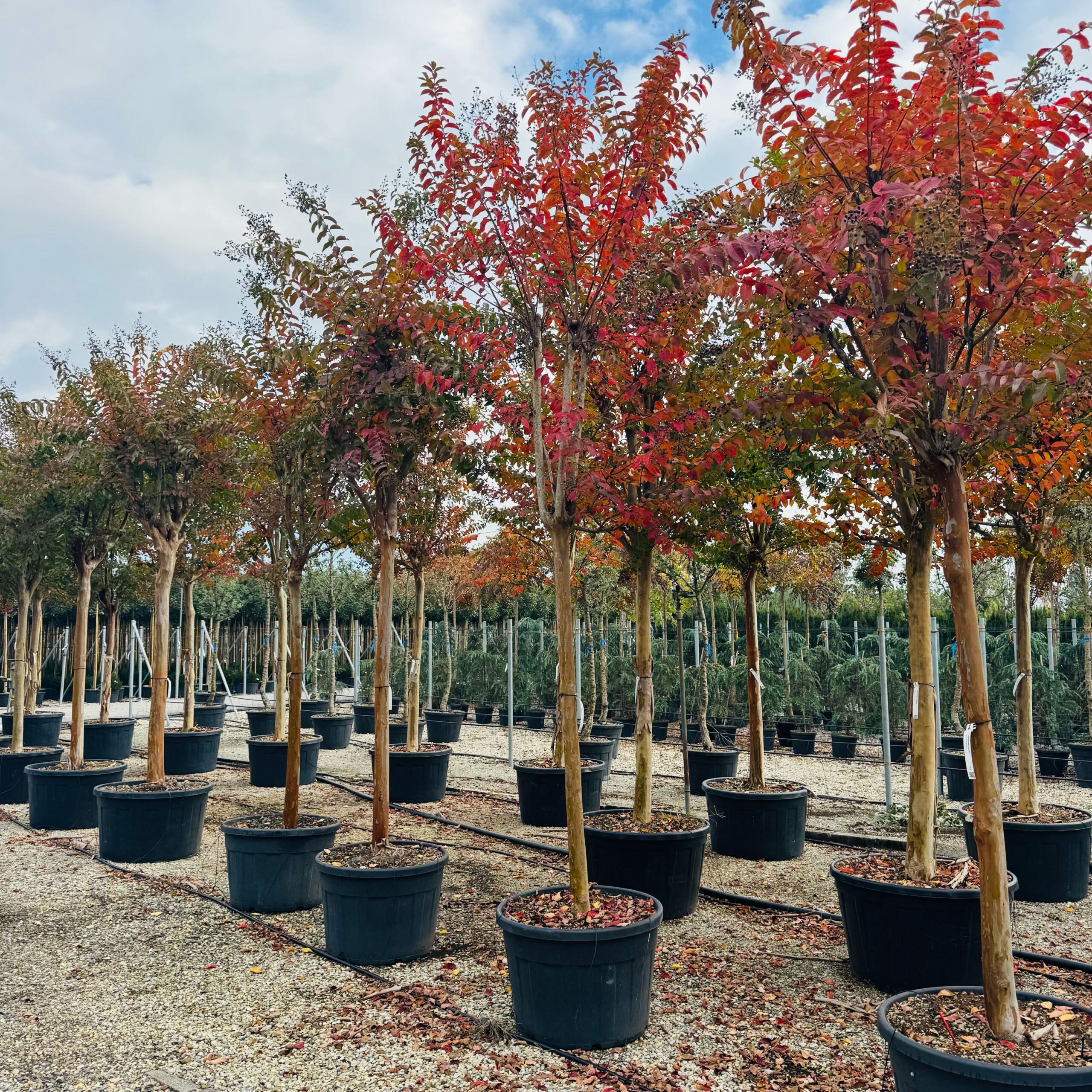 Lagerstroemia × MUSKOGEE Lagerstroemia × MUSKOGEE - slika 1