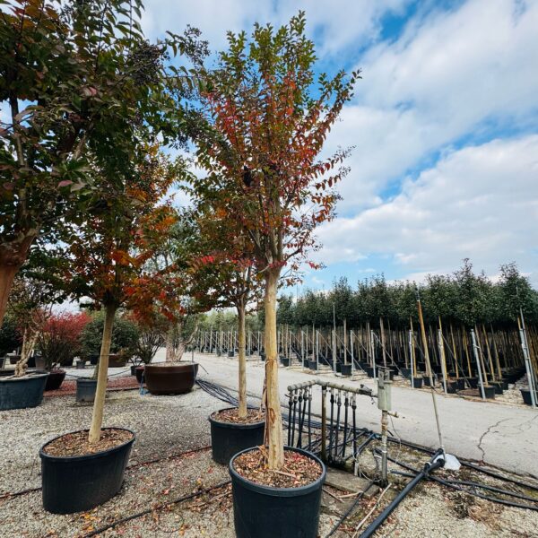 Lagerstroemia × MUSKOGEE