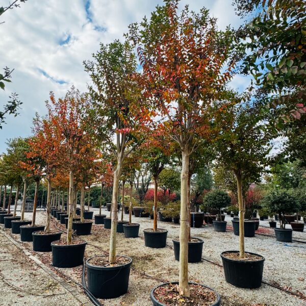 Lagerstroemia × MUSKOGEE