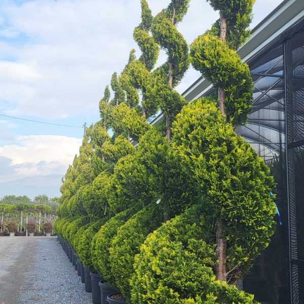 Cupressocyparis leylandii ‘Gold Rider’ (Zlati leylandijski cipres – SPIRALE)
