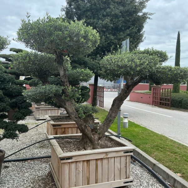 Olea Europaea (Oliva)