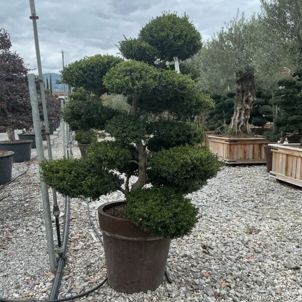 Ilex crenata 'KINME'