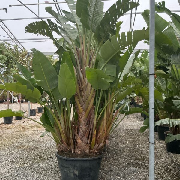 Strelitzia augusta