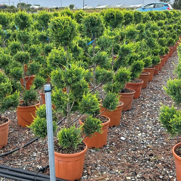 Cupressocyparis leylandii 'Castle Gold´ (Leylandova cipresa, oblikovana)