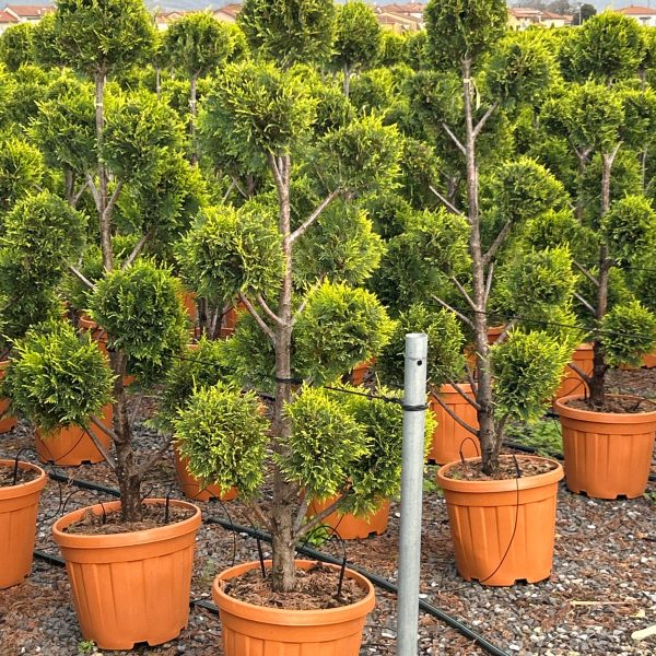 Cupressocyparis leylandii 'Castle Gold´ (Leylandova cipresa, oblikovana)