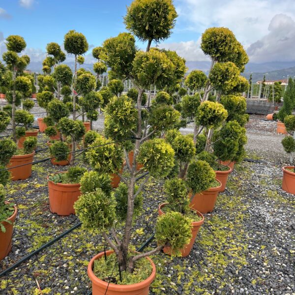 Cupressocyparis leylandii 'Gold Rider ' (Leylandova cipresa)