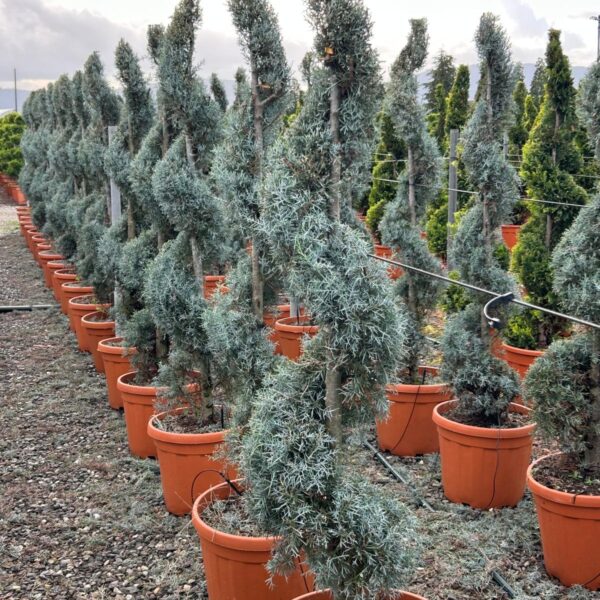 Cupressus arizonica 'FASTIGIATA'