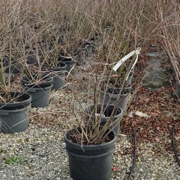 Amelanchier alnifolia 'SMOKEY'