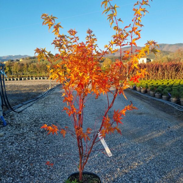 Acer palmatum 'Sango Kaku' (Pahljačasti javor)
