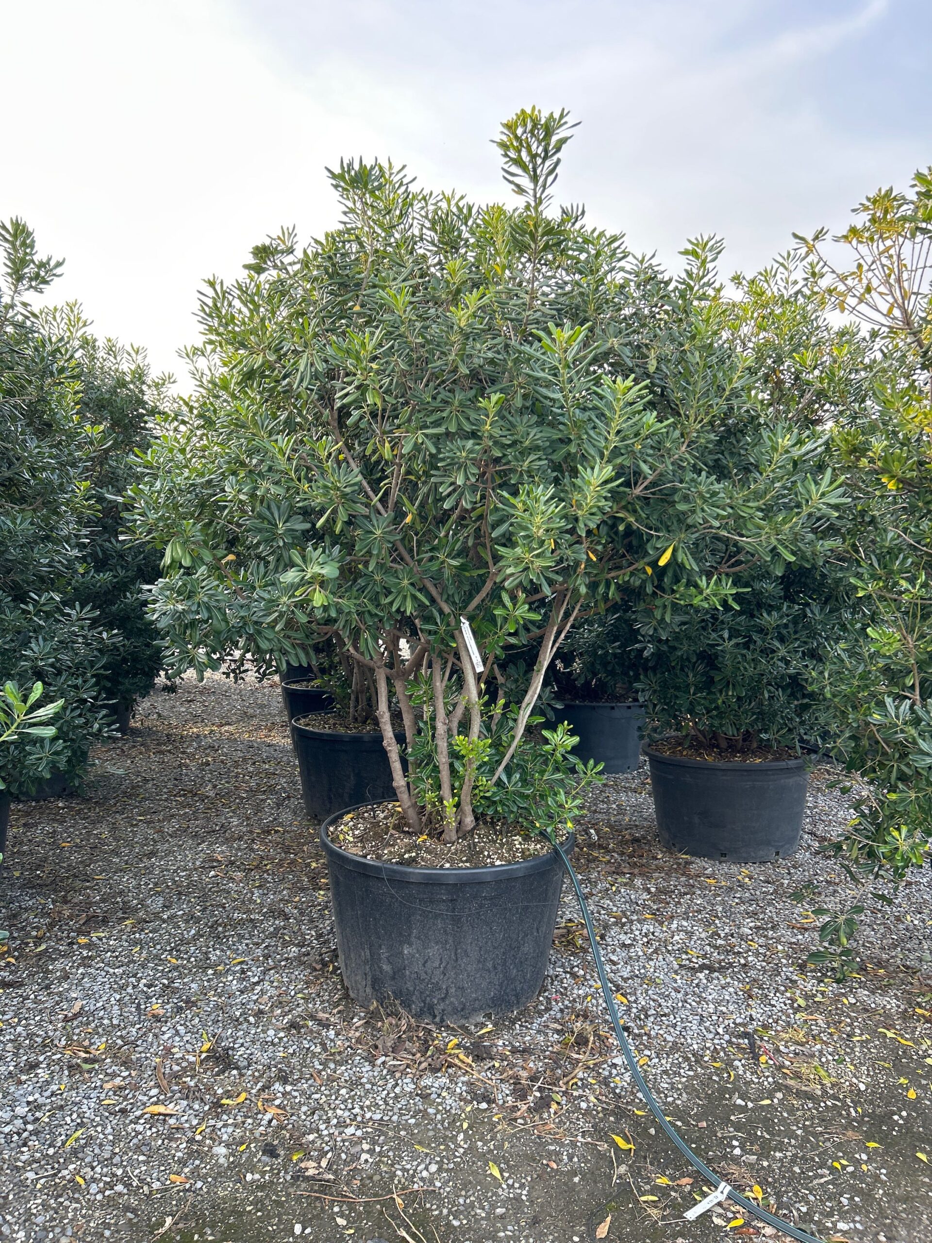 Pittosporum tobira Pittosporum tobira - slika 1