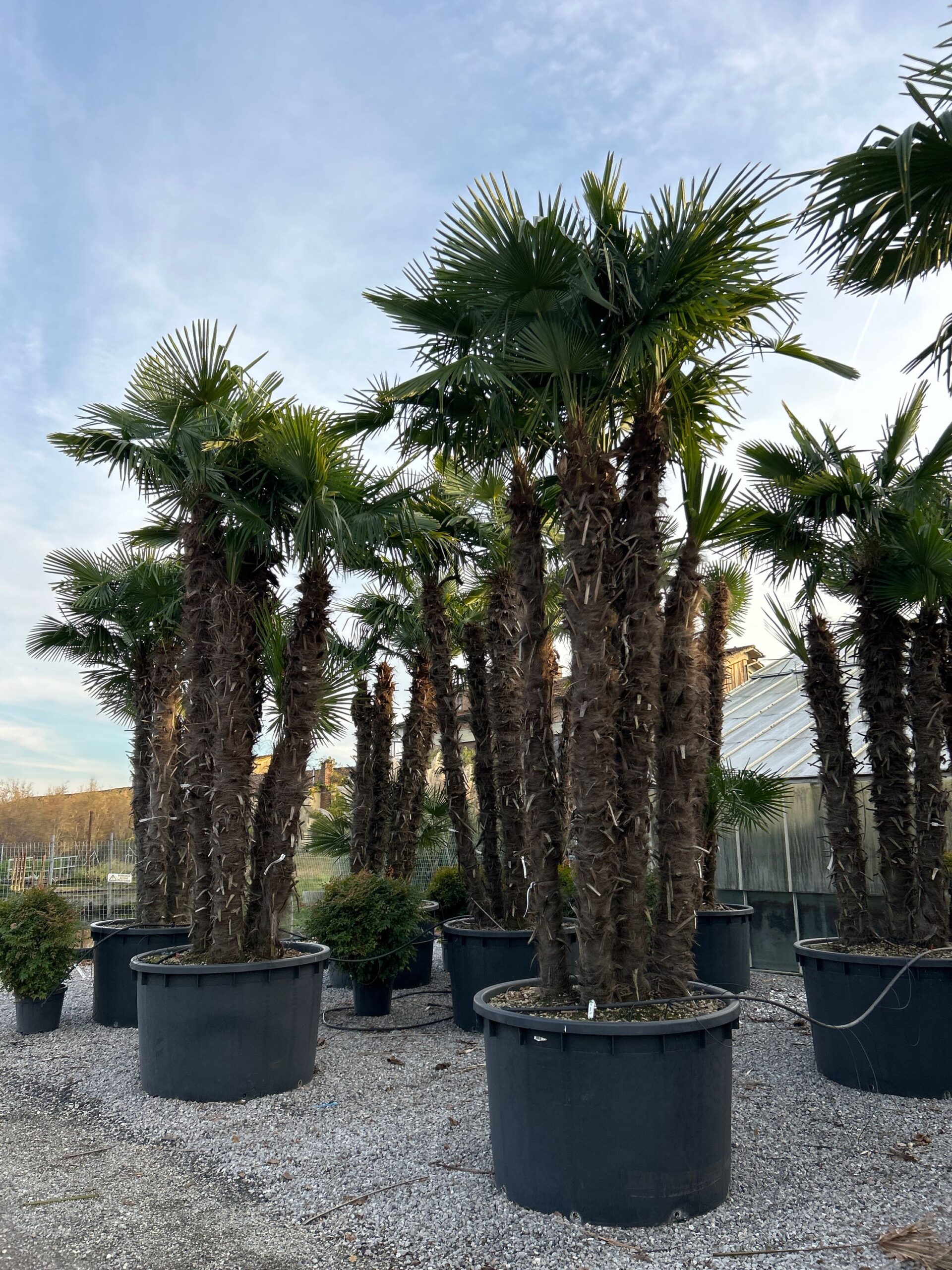 Trachycarpus fortunei Trachycarpus fortunei - slika 1