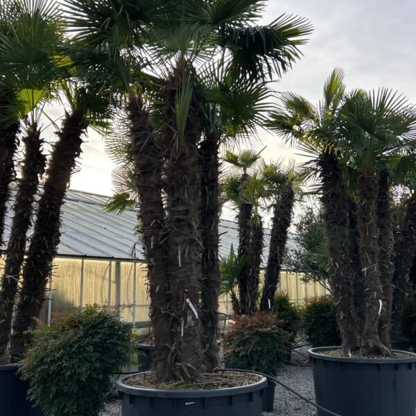 Trachycarpus fortunei