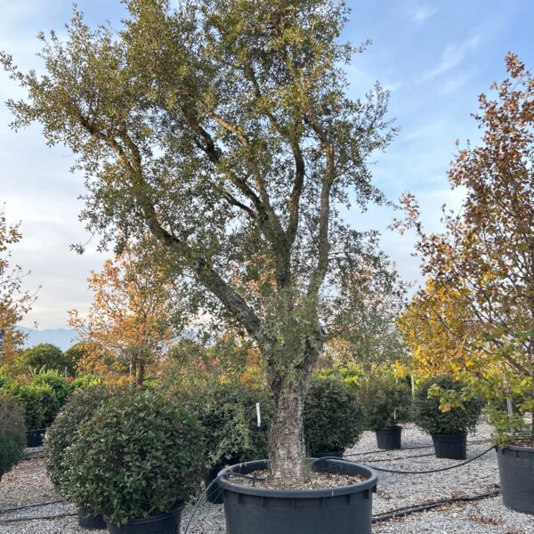 Quercus suber
