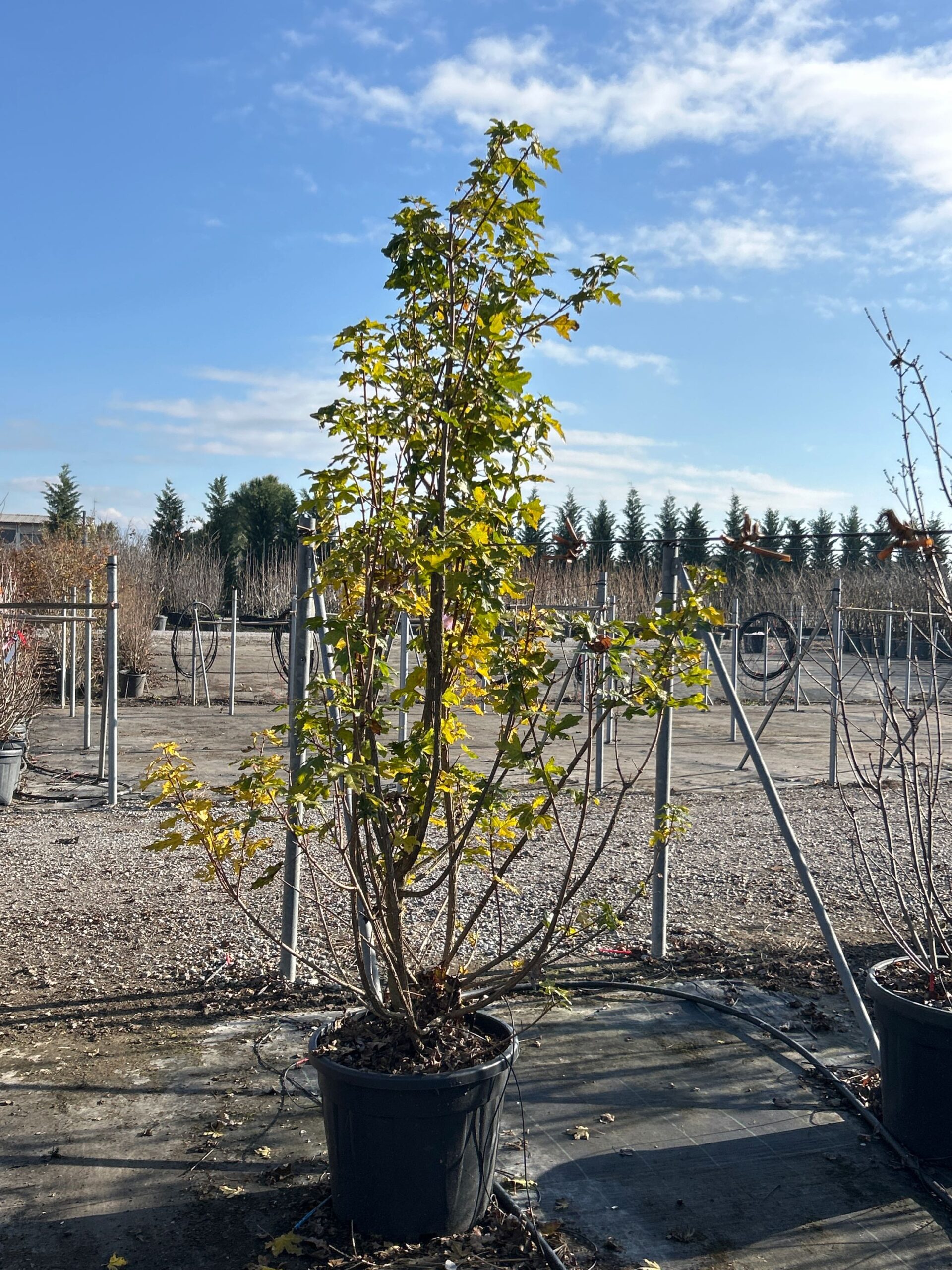 Acer campestre Acer campestre - slika 1