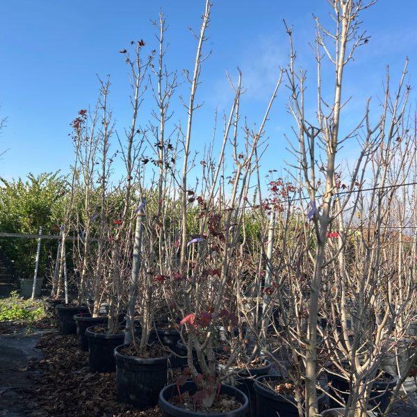 Acer platanoides 'Crimson Sentry' (Rdečelistni ostrolistni javor)