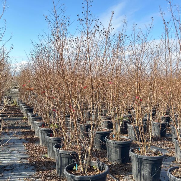 Lagerstroemia × CAROLINE ''BEAUTY'