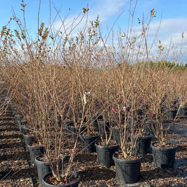 Lagerstroemia × DURANT ''RED'